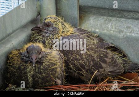 Nahaufnahme von zwei Taubenküken im Nest nach dem Schlüpfen der Eier. Columba livia domestica-Arten. Symbol für Frieden und Liebe. Taubenbabys im Nest Stockfoto