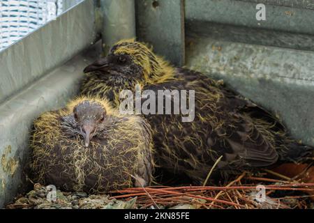 Nahaufnahme von zwei Taubenküken im Nest nach dem Schlüpfen der Eier. Columba livia domestica-Arten. Symbol für Frieden und Liebe. Taubenbabys im Nest Stockfoto