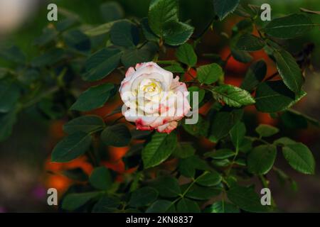 Wunderschöne Rose mit weißen und roten Blütenblättern Blüten und Knospen mit Regentropfen auf Blütenblättern, die im Garten wachsen. Sommer Natur. Stockfoto