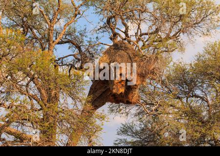 Gemeinschaftliches Nest geselliger Weber, Philetairus socius, afrikanische Vegetation um sich herum. Solitaire, Namibia, Südafrika. Stockfoto