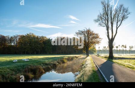 Schwäne und Landstraße in den niederlanden nahe utrecht an einem sonnigen Herbsttag Stockfoto