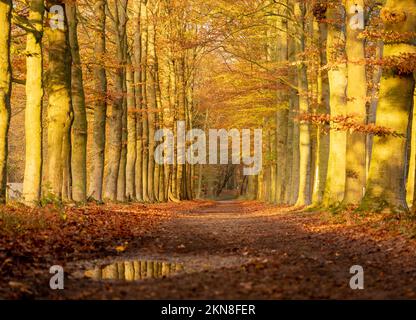 Der Herbstwald im Pfützenwasser der niederlande bei utrecht mit einer wandelnden Frau Stockfoto