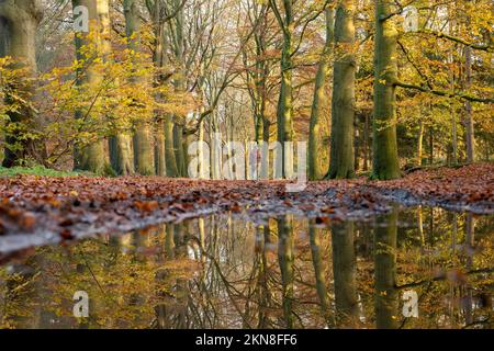 Der Herbstwald im Pfützenwasser der niederlande bei utrecht mit einer wandelnden Frau Stockfoto