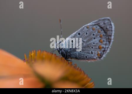 Eine Nahaufnahme eines blauen Schmetterlings auf einem Koneflower in einem Feld mit unscharfem Hintergrund Stockfoto