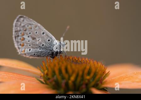 Eine Nahaufnahme eines blauen Schmetterlings auf einem Koneflower in einem Feld mit unscharfem Hintergrund Stockfoto