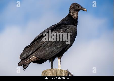 Wunderschöne schwarze Geier hoch oben auf einem Betonpfahl mit blauem Himmel im Hintergrund (Coragyps atratus) Stockfoto