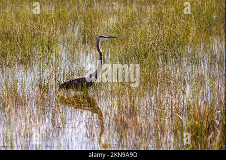 Großer Blaureiher. Dieser wunderschöne Vogel jagt mit seinem Spiegelbild im Wasser entlang des Ufers des South River in Edgewater, Everglades. Stockfoto