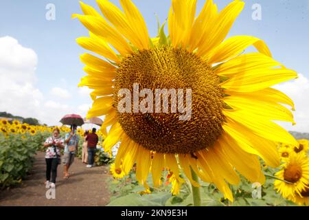 Lopburi, Thailand. 27.. November 2022. Besucher besuchen ein Sonnenblumenfeld in der Provinz Lopburi, nördlich von Bangkok. Kredit: SOPA Images Limited/Alamy Live News Stockfoto