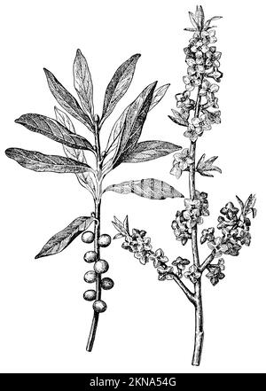 Februar daphne, Daphne mezereum, anonym (Botanisches Buch, 1909), Seidelbast, bois-Joli Stockfoto