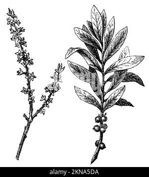 Februar daphne, Daphne mezereum, anonym (Schulbuch, 1899), Seidelbast, bois-Joli Stockfoto