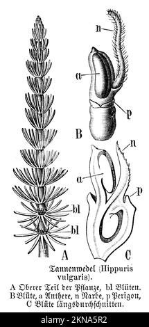 Stachelschwanz, Hippuris vulgaris, anonym (Biologiebuch, 1893), Tannenwedel, pesse d'Eau Stockfoto