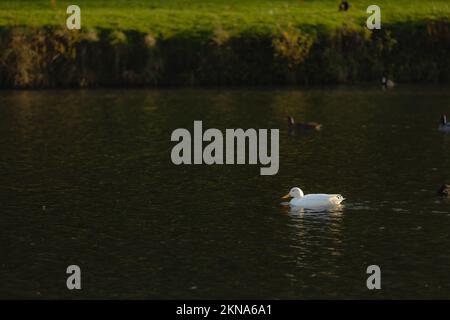 Little White Duck schwimmt auf dem See Stockfoto