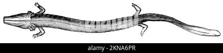 Grottenolm; Menschenfisch, Proteus anguinus, anonym (Zoologiebuch, 1889), Grottenolm, Protée anguillard Stockfoto