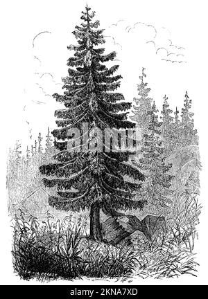 Norwegische Fichte, Europäische Fichte, Picea abies, A. Probst (Botanisches Buch, 1880), Fichte, épicéa ou épicéa commun Stockfoto