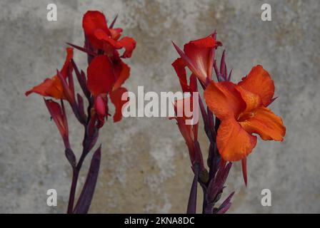 Ein selektiver Fokus von roten Canna-Lilien (Canna indica), isoliert auf grauem, strukturiertem Hintergrund Stockfoto