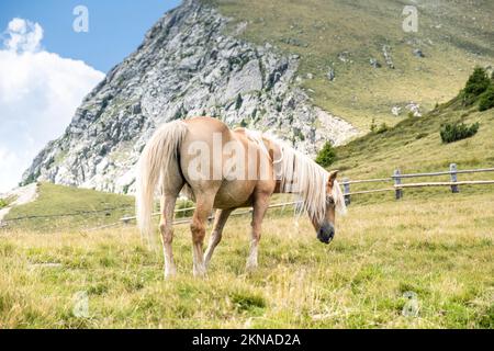 Haflinger grast auf dem Feld gegen den Himmel. Merano, Italien Stockfoto