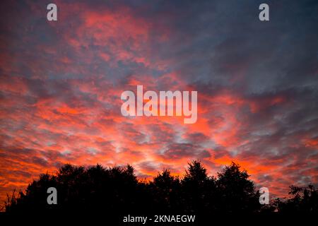 Ein Himmel im Morgengrauen über Bäumen, Warwickshire, Großbritannien Stockfoto