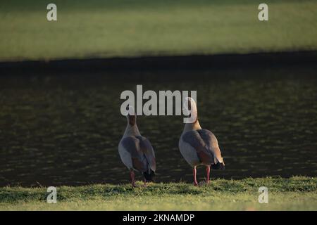 Eine Familie ägyptischer Gänse, die auf Gras in der Nähe des Sees stehen Stockfoto