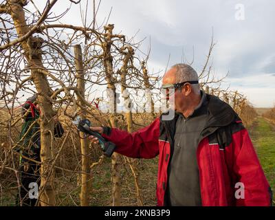Ein älterer Bauer mit Schutzbrille und elektrischer Baumschere mit Jungbauern, die Bäume schneiden Stockfoto