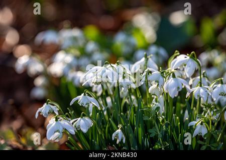 Eine Gruppe von Schneeglöckchen, die in der späten Wintersonne wachsen Stockfoto