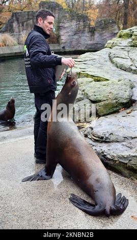 Karlsruhe, Deutschland. 25.. November 2022. Andreas Fackel, Tierhalter im Karlsruhe Zoo, füttert die Seelöwen. (An dpa: 'Saving without locks - Zoos in the South thwest in the Energy crisis') Credit: Uli Deck/dpa/Alamy Live News Stockfoto