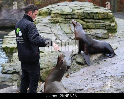 Karlsruhe, Deutschland. 25.. November 2022. Andreas Fackel, Tierhalter im Karlsruhe Zoo, füttert die Seelöwen. (An dpa: 'Saving without locks - Zoos in the South thwest in the Energy crisis') Credit: Uli Deck/dpa/Alamy Live News Stockfoto