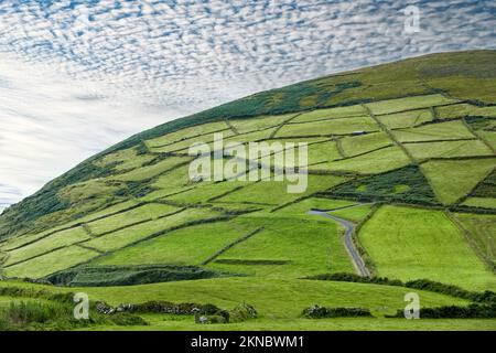 Grüne Weiden, die von Hecken und Steinmauern in der Republik Irland abgetrennt sind Stockfoto