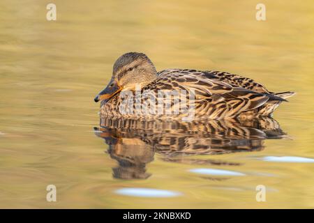 Weibliche Stockente auf dem Friedhof Lake, Southampton Common, Hampshire, Großbritannien Stockfoto