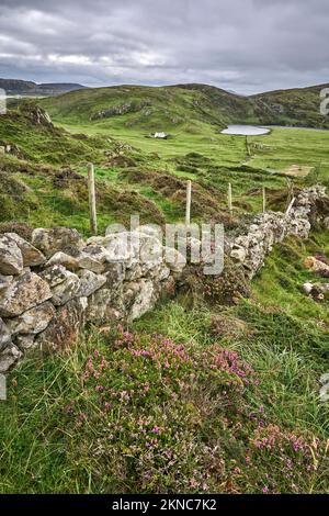 Grüne Weiden, die von Hecken und Steinmauern in der Republik Irland abgetrennt sind Stockfoto