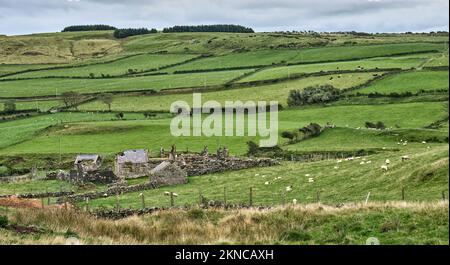 Grüne Weiden, die von Hecken und Steinmauern in der Republik Irland abgetrennt sind Stockfoto