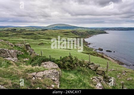 Grüne Weiden, die von Hecken und Steinmauern in der Republik Irland abgetrennt sind Stockfoto