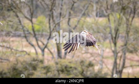 Ein wunderschöner Roter Drachen (Milvus milvus) fliegt anmutig in der Luft mit verschwommenen Bäumen im Hintergrund Stockfoto