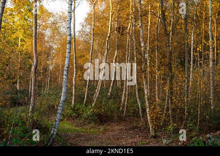 Silberne Birken im warmen Herbstsonnenlicht, Sussex, England Stockfoto