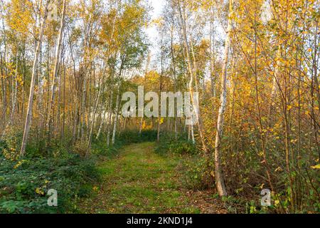 Silberne Birken im warmen Herbstsonnenlicht, Sussex, England Stockfoto