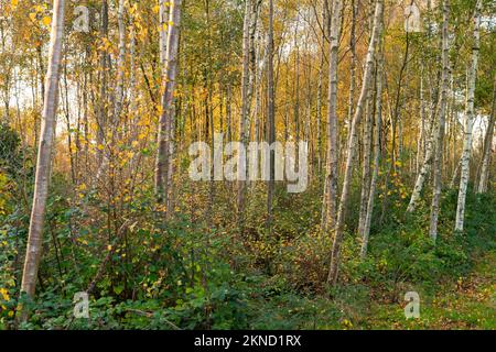 Silberne Birken im warmen Herbstsonnenlicht, Sussex, England Stockfoto