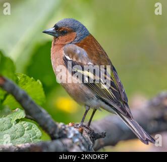 Nahaufnahme des männlichen Gemeinen Chaffinch (fringilla Coelebs) hoch oben auf einem Ast in hoher Auflösung Stockfoto