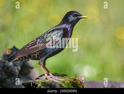 Der knisternde männliche gewöhnliche Starling (Sturnus vulgaris) sieht merkwürdig aus und posiert auf einem moosbedeckten Stumpf Stockfoto