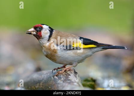 Europäischer Goldfink (Carduelis carduelis), der sich in voller Schönheit auf irgendeinem Steg posiert Stockfoto