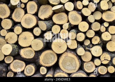 Gesägtes Holz wird in Holzstapel gestapelt. Wand aus alten Holzstämmen mit rissigen Enden. Schönes Muster von Jahresringen auf dem Baumschnitt. Hintergrund. Selecti Stockfoto