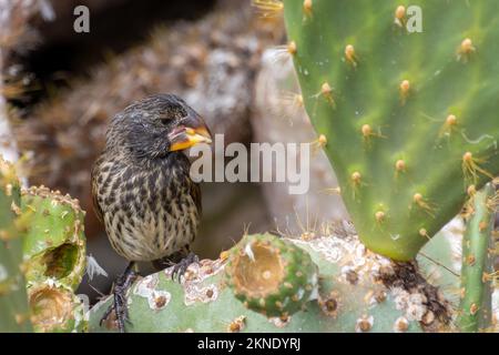 Ein Kaktusfink, der auf einer Kaktusblume im Galapagos-Nationalpark, Ecuador, isst. Stockfoto