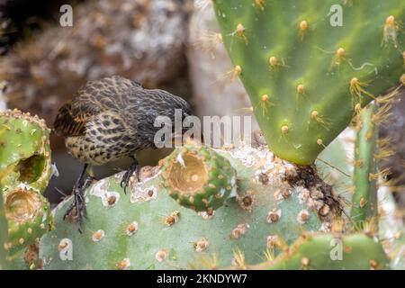 Ein Kaktusfink, der auf einer Kaktusblume im Galapagos-Nationalpark, Ecuador, isst. Stockfoto