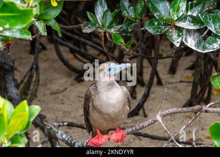 Ein Rotfußschnaps (sula sula), der auf einem Ast steht. Bekannt für seinen farbenfrohen Schnabel und rote Füße, findet man sie oft in den Galapagos, Ecuador. Stockfoto
