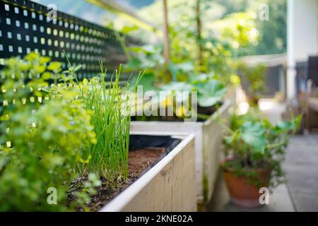 Kräuter wachsen in einem Hochbeet auf einem Balkongarten unter Topfpflanzen. Stockfoto