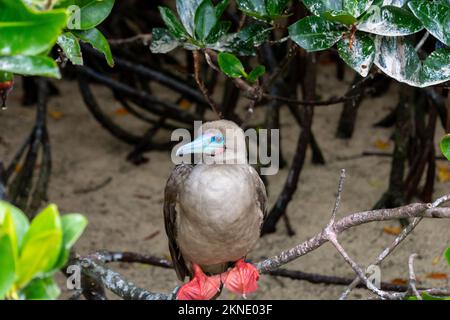 Ein Rotfußschnaps (sula sula), der auf einem Ast steht. Bekannt für seinen farbenfrohen Schnabel und rote Füße, findet man sie oft in den Galapagos, Ecuador. Stockfoto