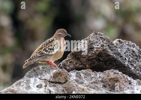 Eine Galapagos-Taube (zenaida galapagoensis), die auf einem Felsen auf der Insel Isla Genovesa auf den Galapagos-Inseln vor Ecuador thront. Stockfoto