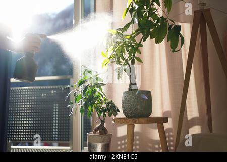 Mit einer Sprühflasche tropische Pflanzen in einem modernen Wohnzimmer befeuchten (Wasser oder Insektizid einfüllen) Stockfoto