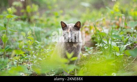 Grüne Katze in grüner Natur Stockfoto