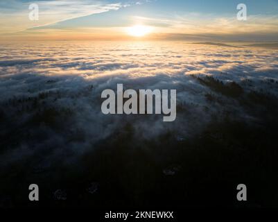 In der Abenddämmerung rollt dichter Nebel über einen Wald aus Zedern und Tannen, der die vielen Hügel rund um Portland, Oregon, bedeckt. Stockfoto