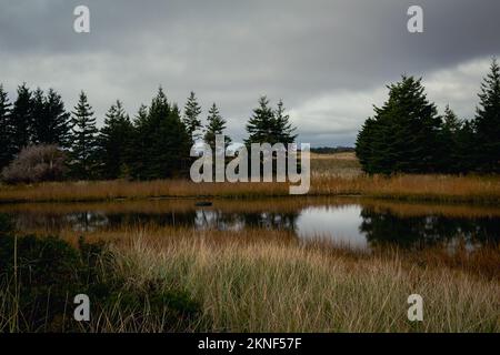 Hangmans Marsh führt zum McNabs Pond auf McNabs Island, Halifax, Nova Scotia Kanada Stockfoto