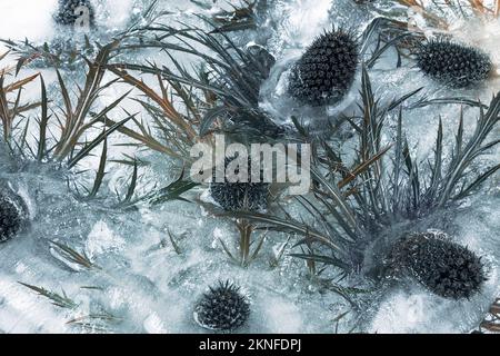 Gefrorene wunderschöne Eryngium alipinum Blumen. Gefrorene frische Blumen mit Luftblasen im Eiswürfel. Blüten im Eiswürfel. Stockfoto